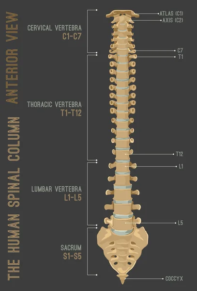 Columna columna vertebral humana — Vector de stock