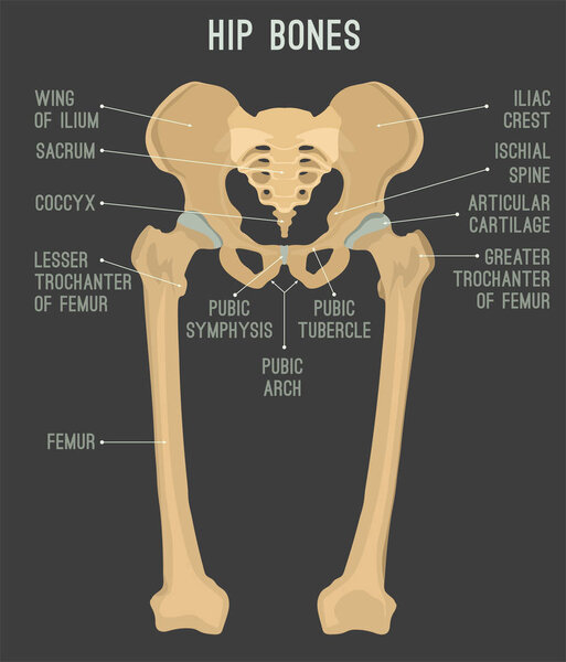 Human hip bones