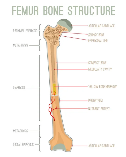 대 퇴 골 뼈 구조 — 스톡 벡터