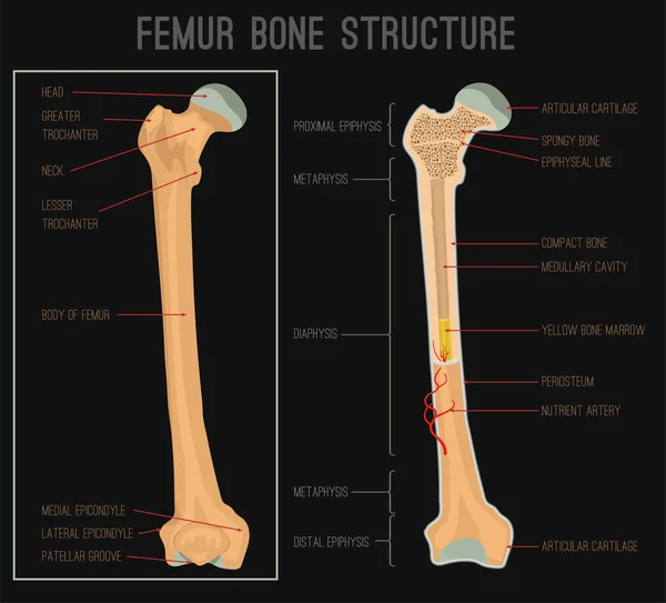 Estructura ósea de fémur — Vector de stock