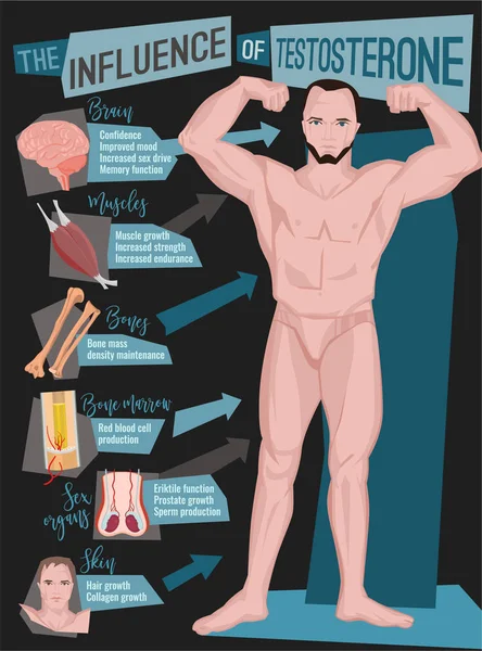 Efekty testosteronu infografiki — Wektor stockowy