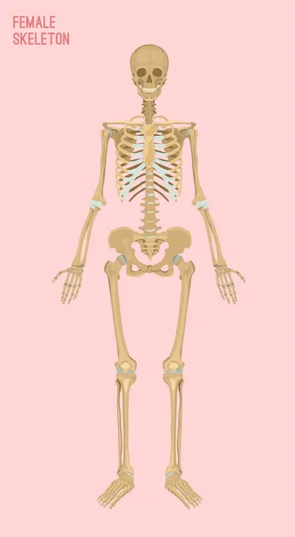 Image squelette femelle — Image vectorielle
