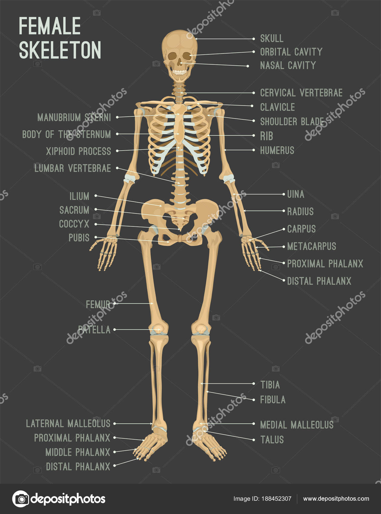 Esqueleto femenino imagen — Vector de stock © annyart #188452307