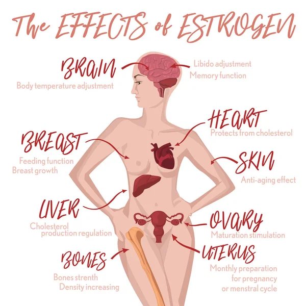 Estrogenní účinky infografika — Stockový vektor