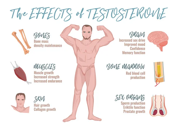 Testosteroneffekte Infografiken — Stockvektor