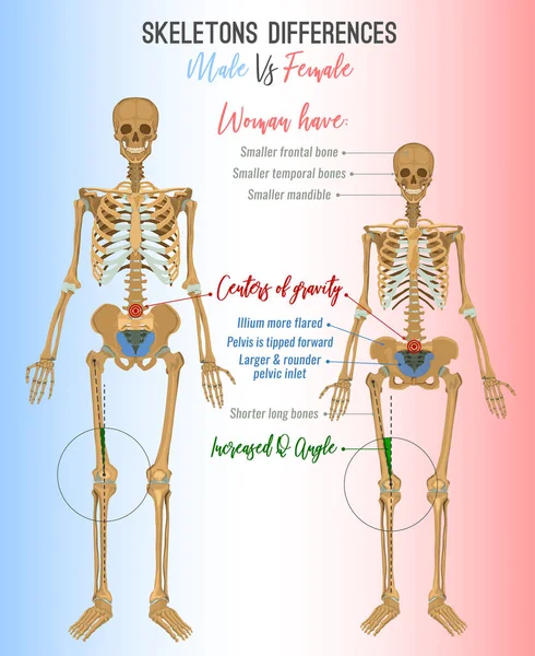 Imagem de diferenças de esqueleto —  Vetores de Stock