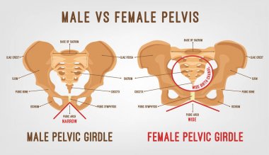 Kadın erkek Pelvis