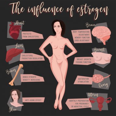 Estrogen Influence Infographic clipart