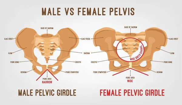 Pelvis masculina femenina — Vector de stock