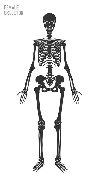 Изображение женского скелета — стоковый вектор