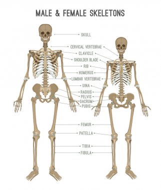 İskelet farklılıklar görüntü