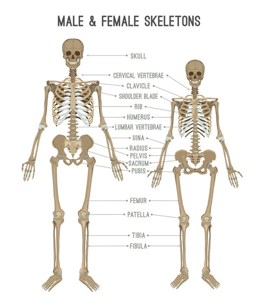 Differenze scheletriche immagine — Vettoriale Stock