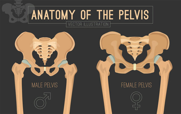 Female Male Pelvis