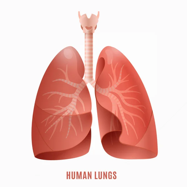 Människans lungor ikonen — Stock vektor