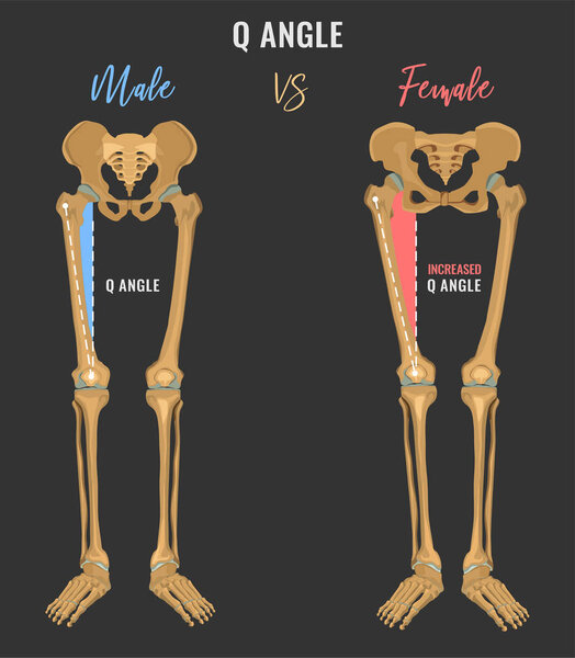 Различия в скелетах мужчин и женщин
