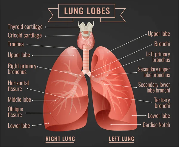 Infográfico de pulmões humanos —  Vetores de Stock