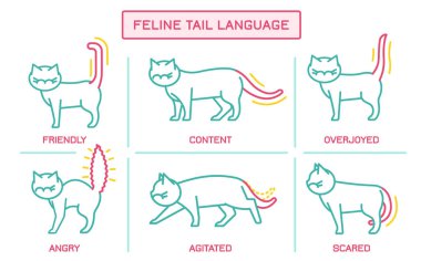 Kedi Davranışı Posteri