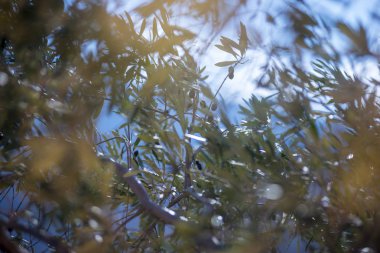 Almeria desert Wild olive ağacında