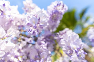 Wisteria, her zaman muhteşemdir..