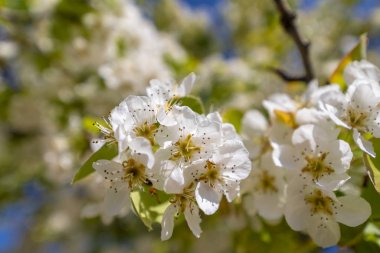 Elma çiçeği, doğal bir manzara..