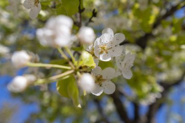 Elma çiçeği, doğal bir manzara..