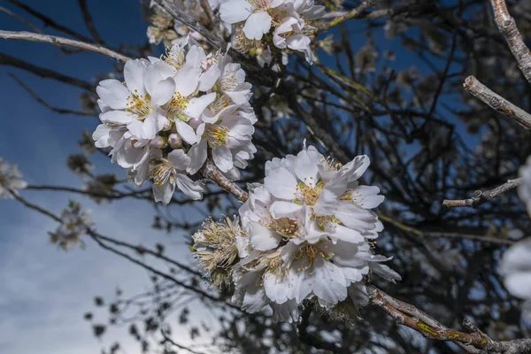 アーモンドの花 あなたが見つける最もプレミアムなイメージ 壮大な花は 常に2月にアーモンドの花は私たちに壮大なイメージを与えます — ストック写真