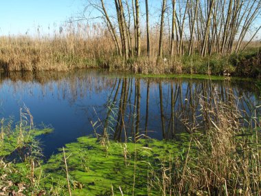 Anzali Gölü, İran 'ın kuzeyi, Kasım
