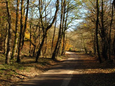 Kuzey İran Ormanları, Kasım