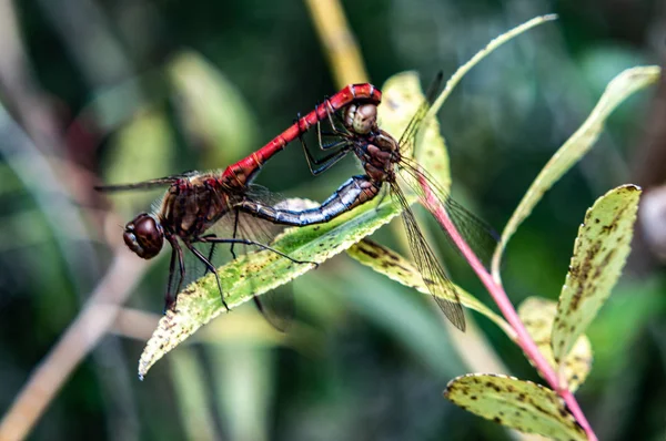 Zwei Libellen Bei Der Paarung Makro — Foto de Stock