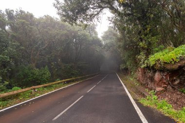 Ağaçlarla çevrili boş yol, Tenerife, Anaga