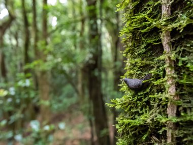 Yağmur ormanlarında ağaçta hareket eden salyangoz..