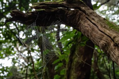 Ormanda su damlacıkları olan örümcek ağı
