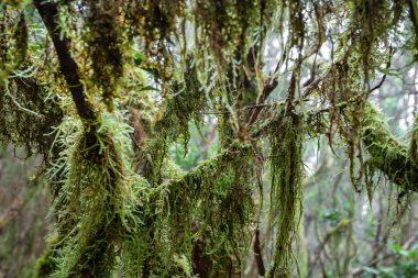 Ağaç dalı ıslak yosunlarla kaplı.