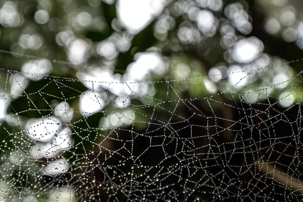 Spider web with water droplets in a forest — Stock Photo, Image