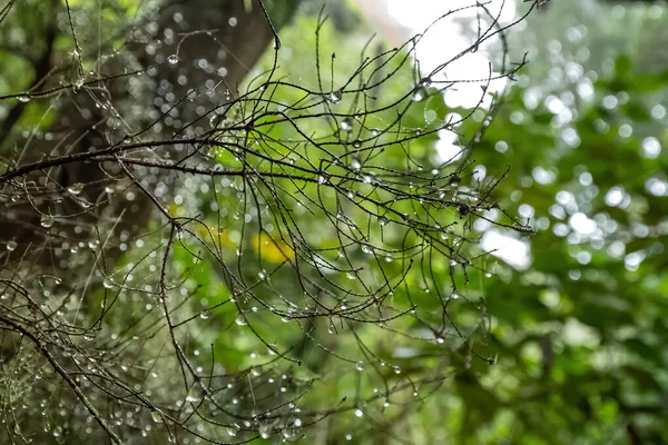 Orvalho ou gotas de chuva em ramos sem folhas na floresta — Fotografia de Stock