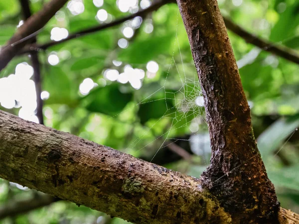 Teia de aranha com gotas de água em um ramo de árvore em uma floresta — Fotografia de Stock