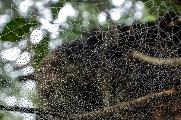 Spinnennetz mit Wassertropfen im Wald — Stockfoto