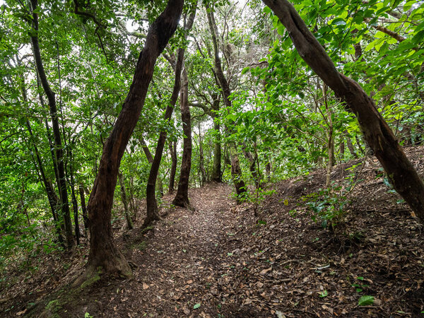 Путь в лес с листьями
