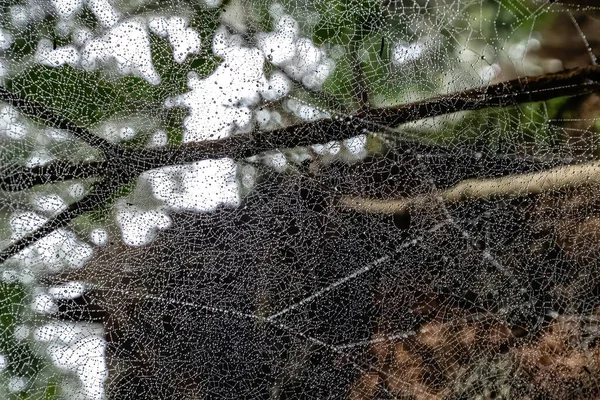 Teia de aranha com gotas de água em uma floresta — Fotografia de Stock