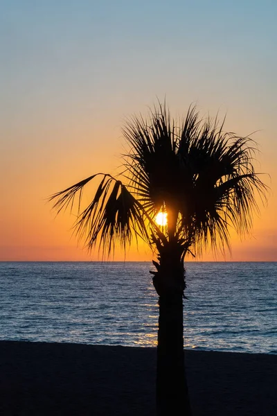 Sun is rising above the sea with a palm tree at the foreground