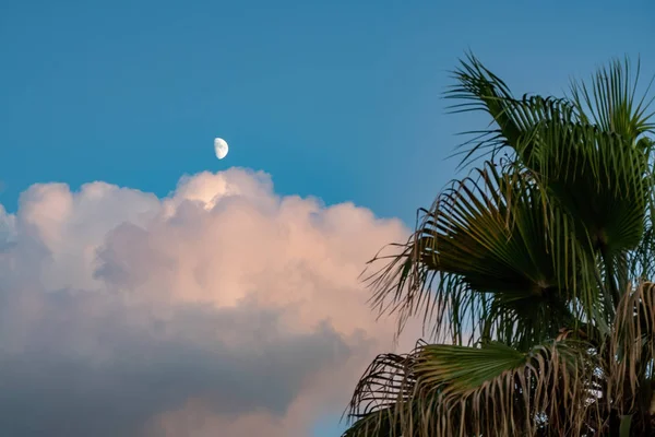 Далекая луна на голубом вечернем облачном небе с листьями кокосовой пальмы на переднем плане . — стоковое фото