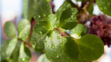 Showcasing effect of polarizing filter on leaves with water drops. Removing light reflection with polarizer