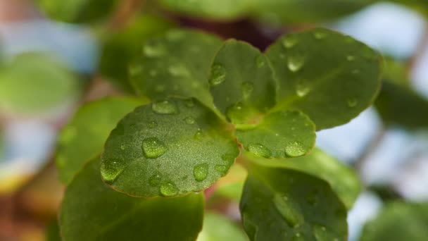 Planta de casa con textura detallada de las hojas se balancea debido al viento. Hojas verdes y gotas de agua después del riego. Enfoque selectivo — Vídeo de stock