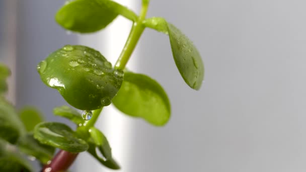 La planta se balancea debido al viento, con hojas verdes y gotas de agua después del riego, en el balcón . — Vídeo de stock