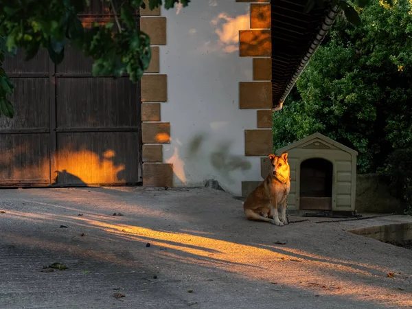 Cão doméstico sentado perto de sua cabine na rua ao pôr do sol — Fotografia de Stock