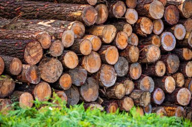 Yakın zamanda yağmurdan sonra yeşil çimlerde ağaçları kesmiş. Yakacak odun yığınları.