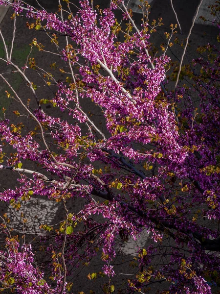 Florecimiento de cercis siliquastrum púrpura en el día soleado en la primavera. Vista desde arriba —  Fotos de Stock