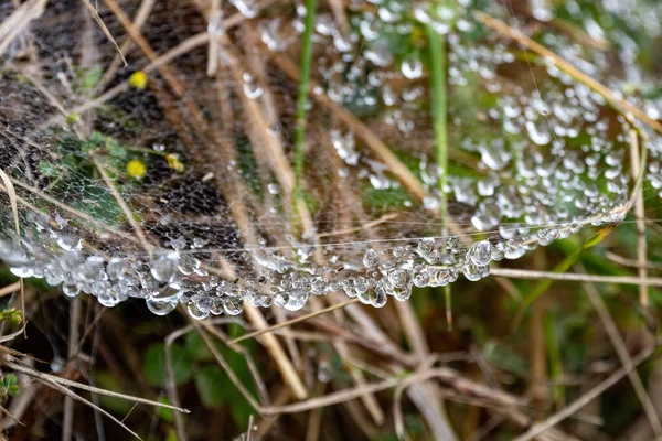 Cobweb com gotículas penduradas. Teia de aranha na floresta com gotas de água após a chuva . — Fotografia de Stock