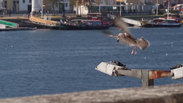 As gaivotas voam e expulsam-se umas das outras da lanterna, no fundo do rio Douro, num dia ensolarado. Porto, Portugal . — Vídeo de Stock