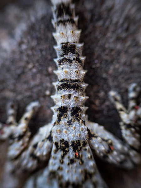 Close-up of scales on tail and legs of a gecko back. Lizard with aggressive skin coloring with red dots sitting on the stone. Tarentola mauritanica.